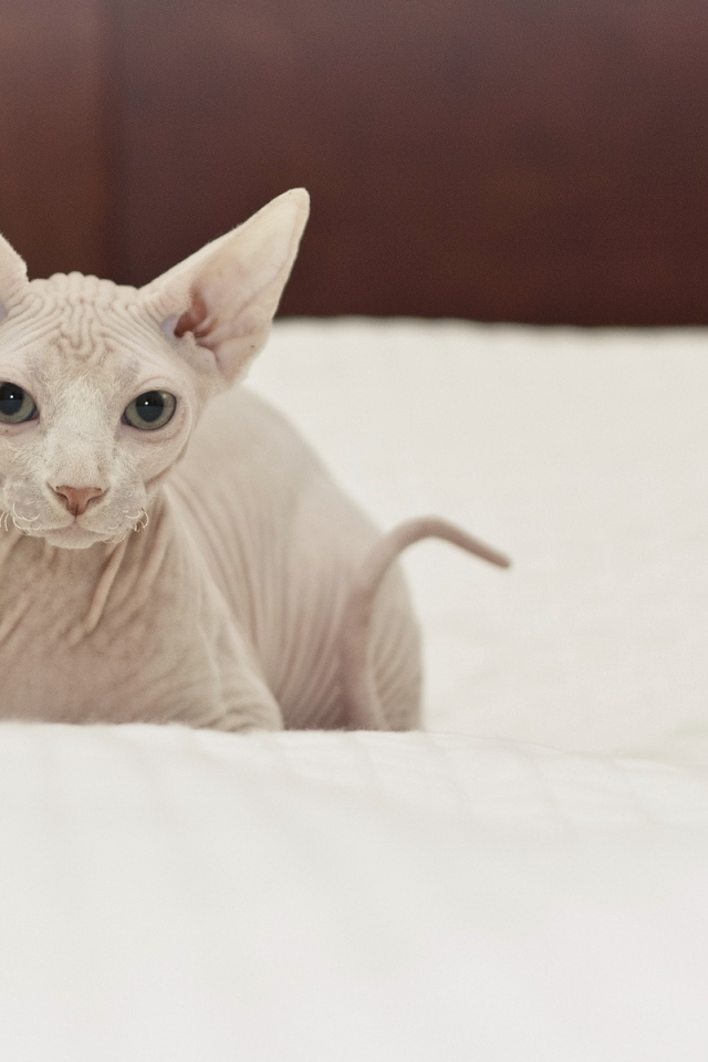 Белый кот сфинкс на кровати