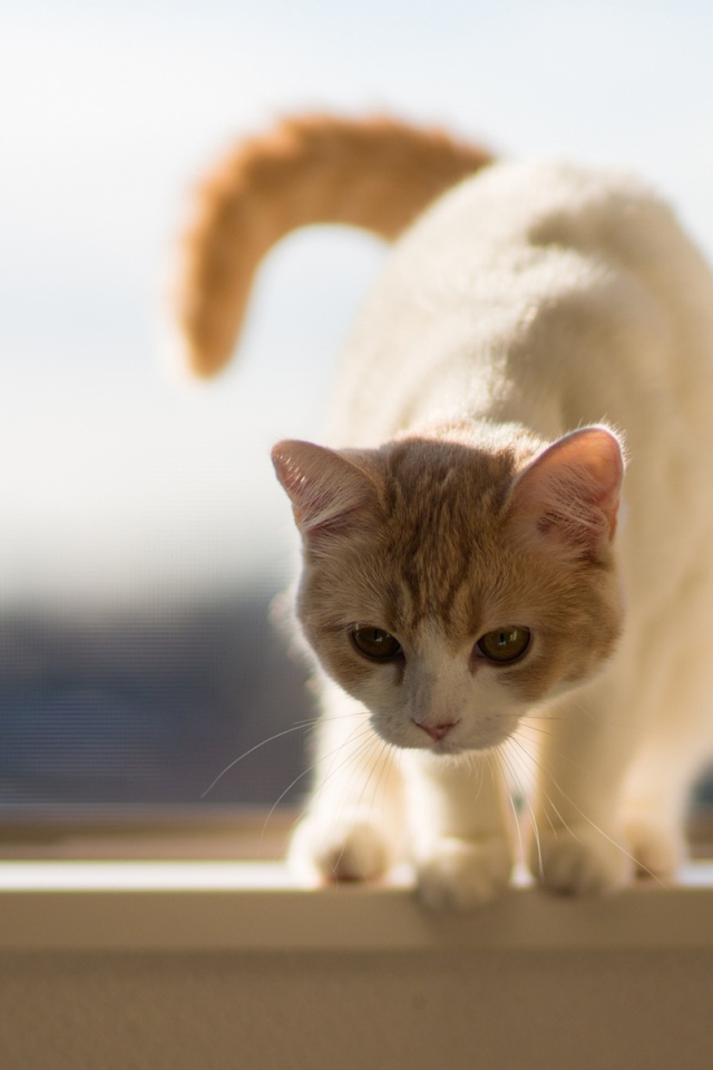 Бело-рыжий кот собирается прыгать