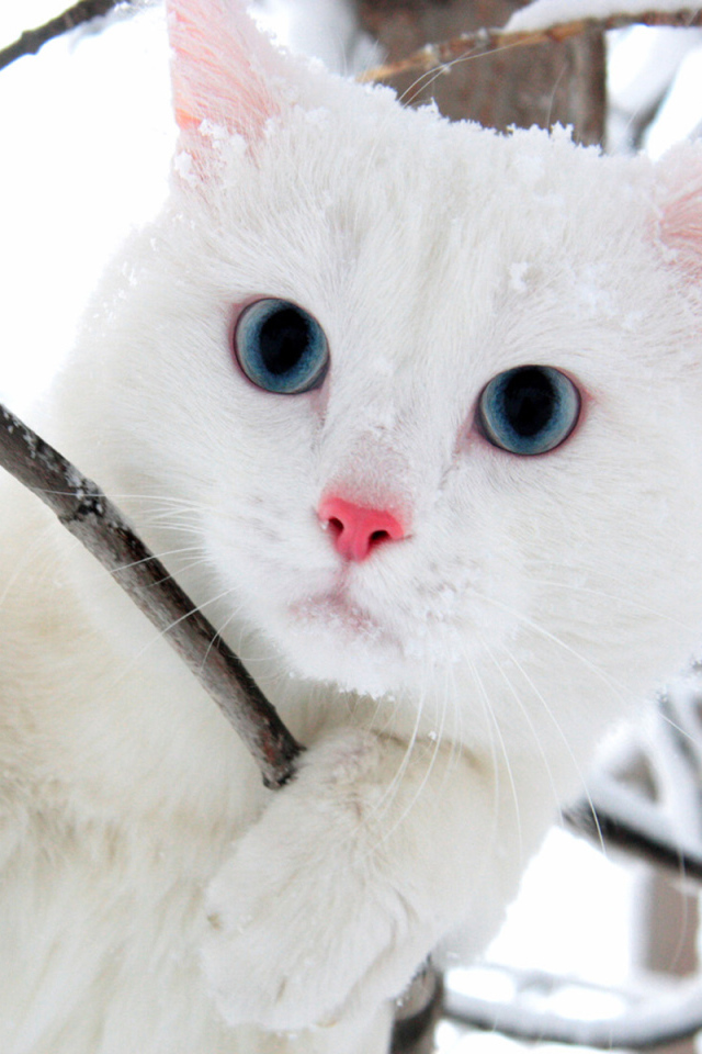 Белый голубоглазый кот в кустах