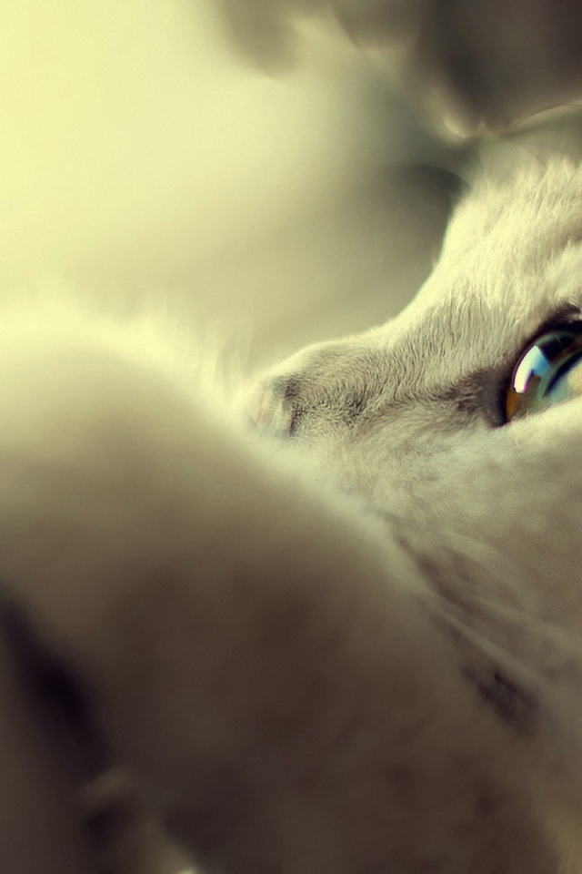 Белый кот спрятался