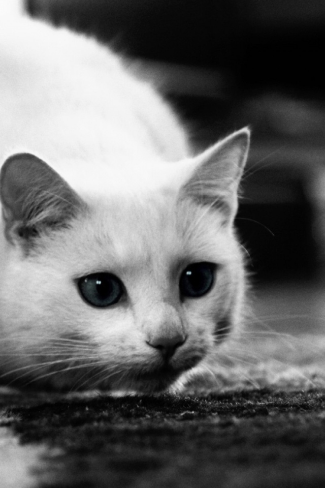 Белый кот охотится