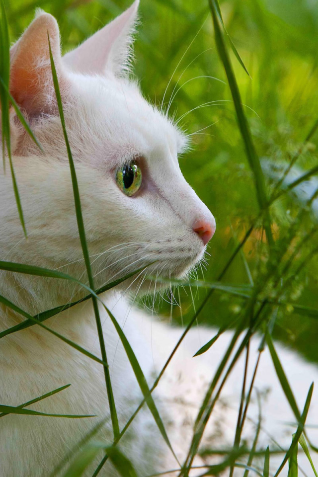 Белый кот в траве