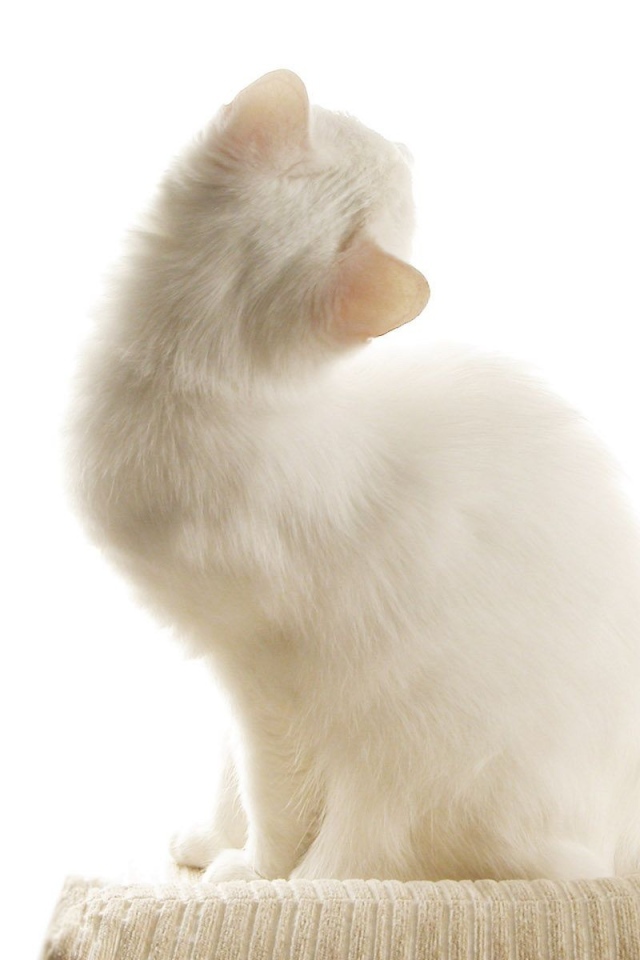 Белый кот на белом фоне
