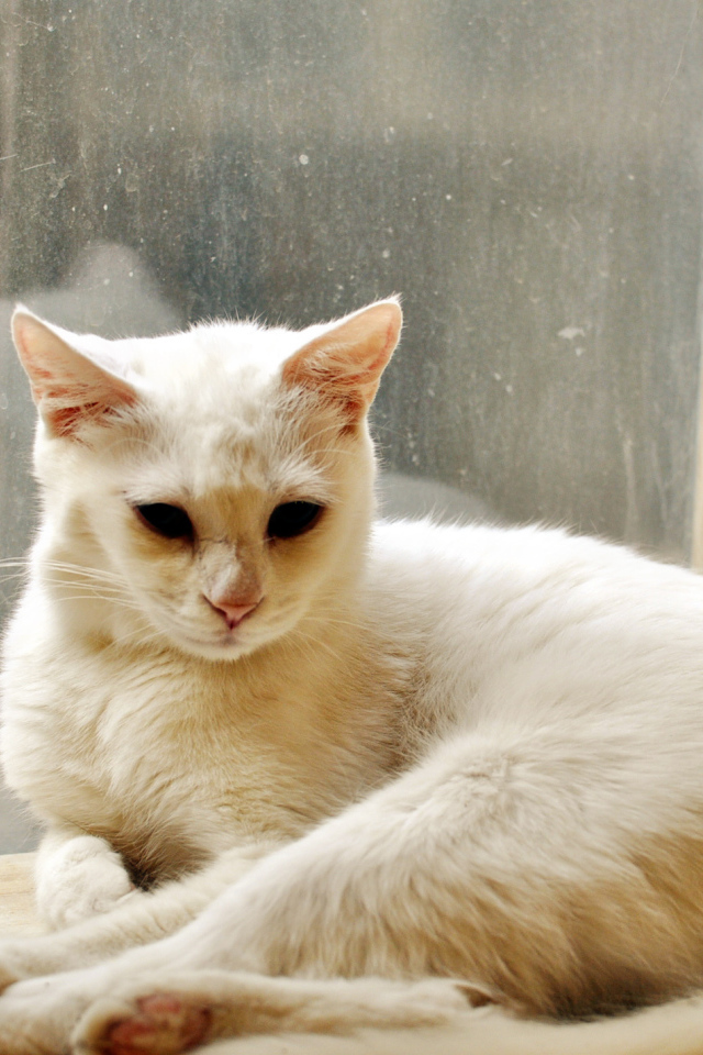 Белый кот грустит в дождливую погоду