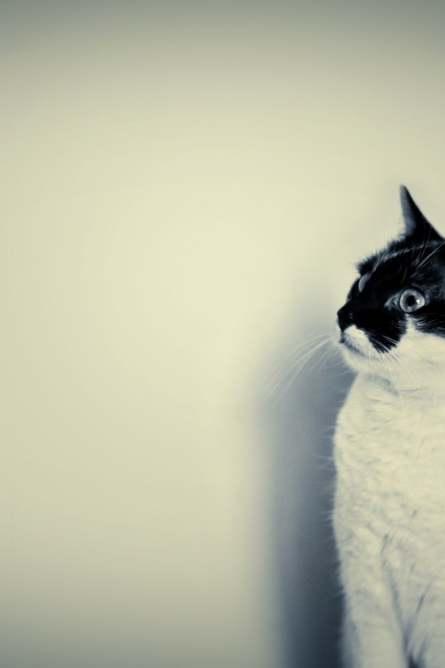 Белый кот с чёрной мордочкой