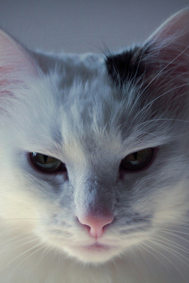 Белый кот с чёрным пятном