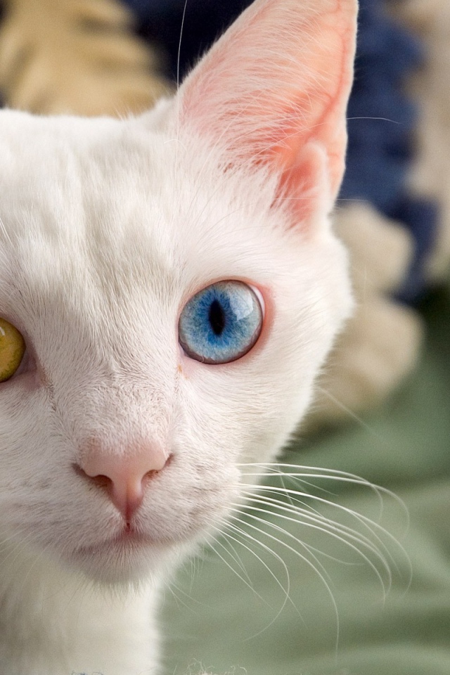 Белый кот с красивыми глазами