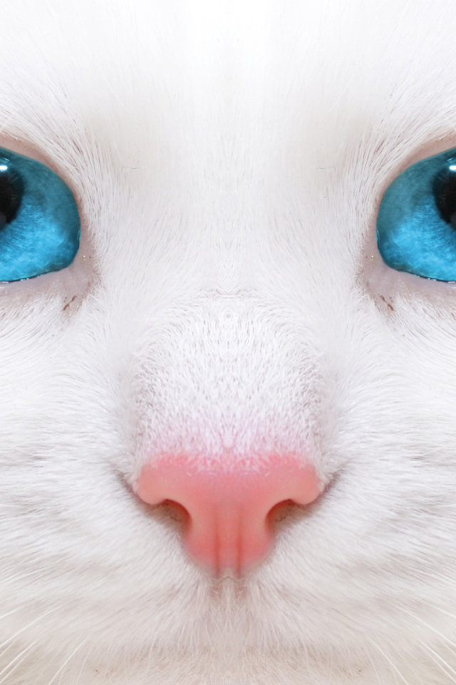 Белый кот с голубыми глазами крупным планом