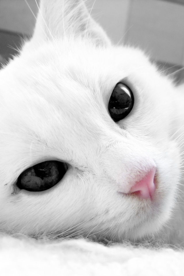 Белый кот с тёмными глазами крупным планом