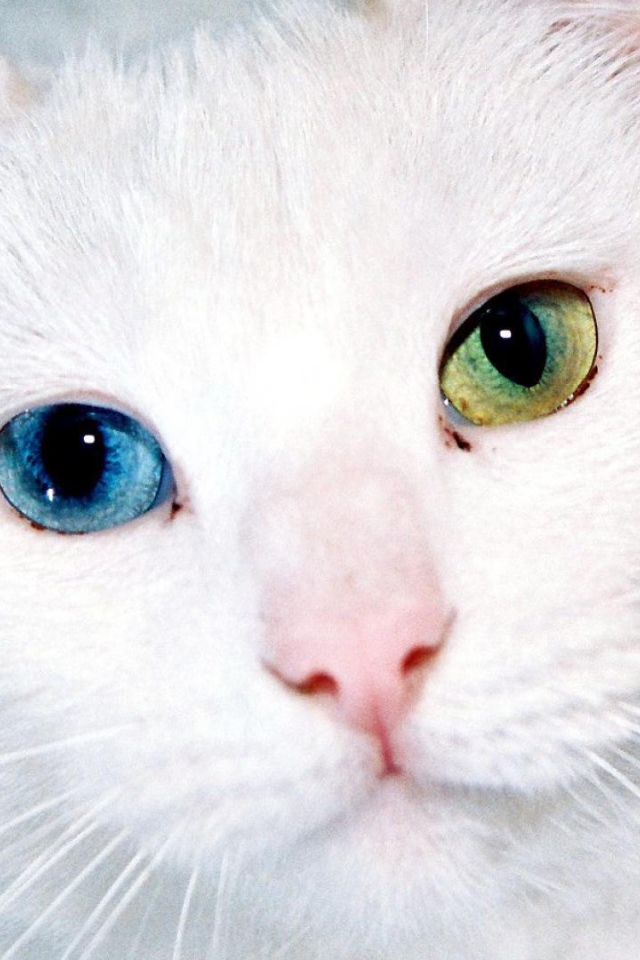 Белый кот с разными глазами