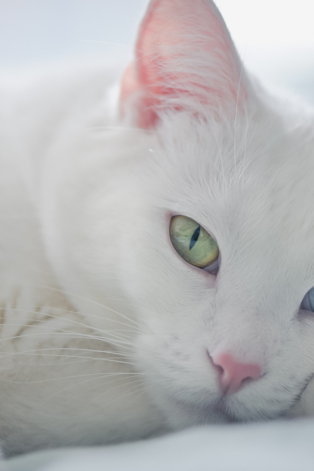 Белый кот с разными глазами отдыхает