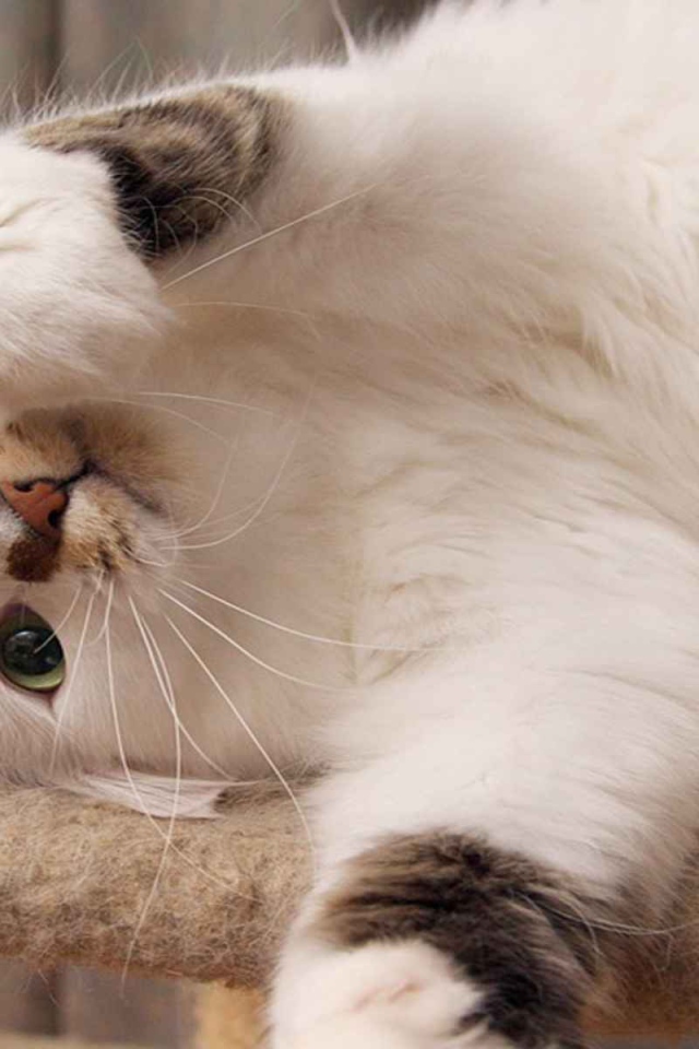 Белый пушистый кот развалился