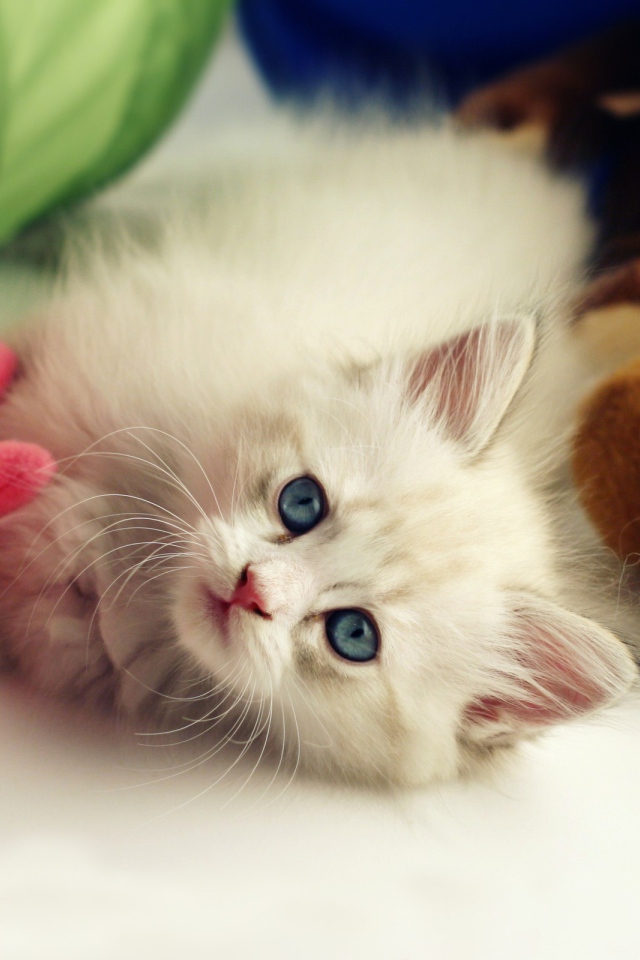Белый пушистый котенок