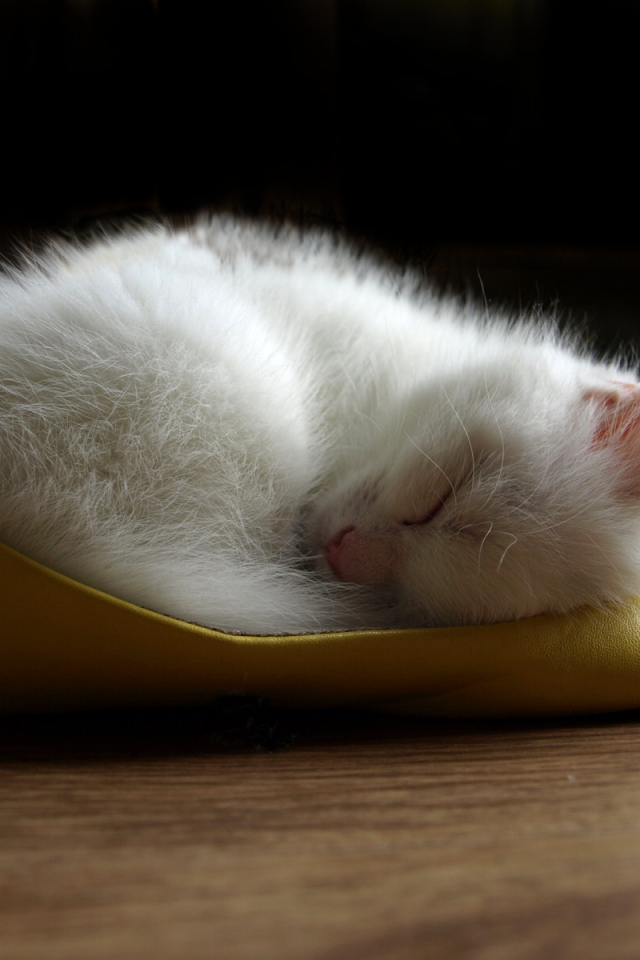 Белый котенок спит в туфле