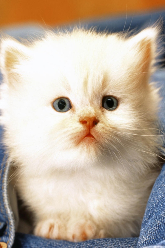Белый котенок в кармане