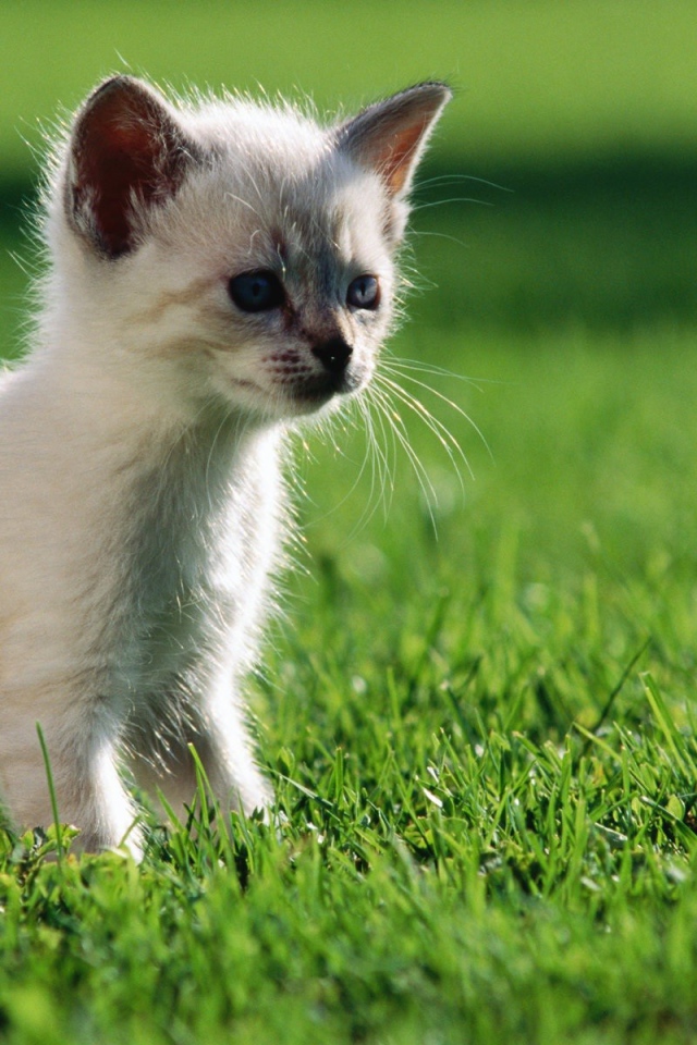 Белый котенок гуляет по газону