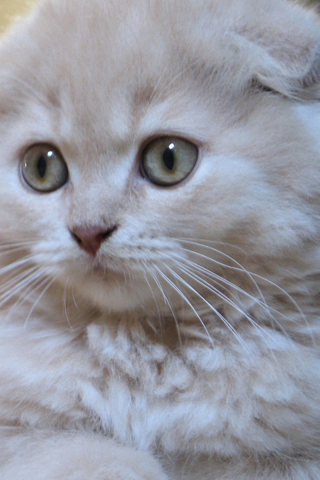 Белый маленький шотландский вислоухий кот