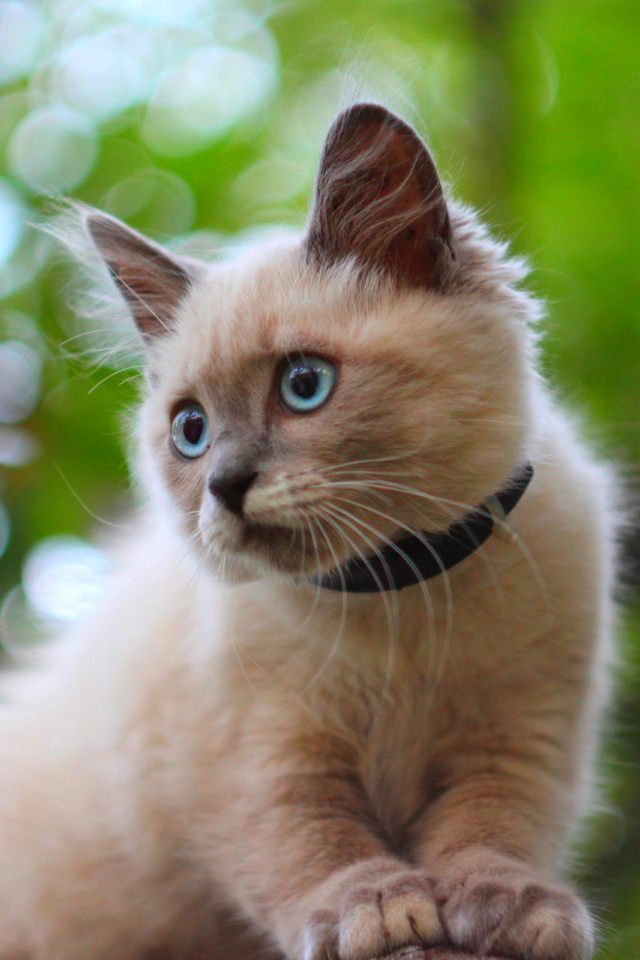 Белый маленький кот с ошейником