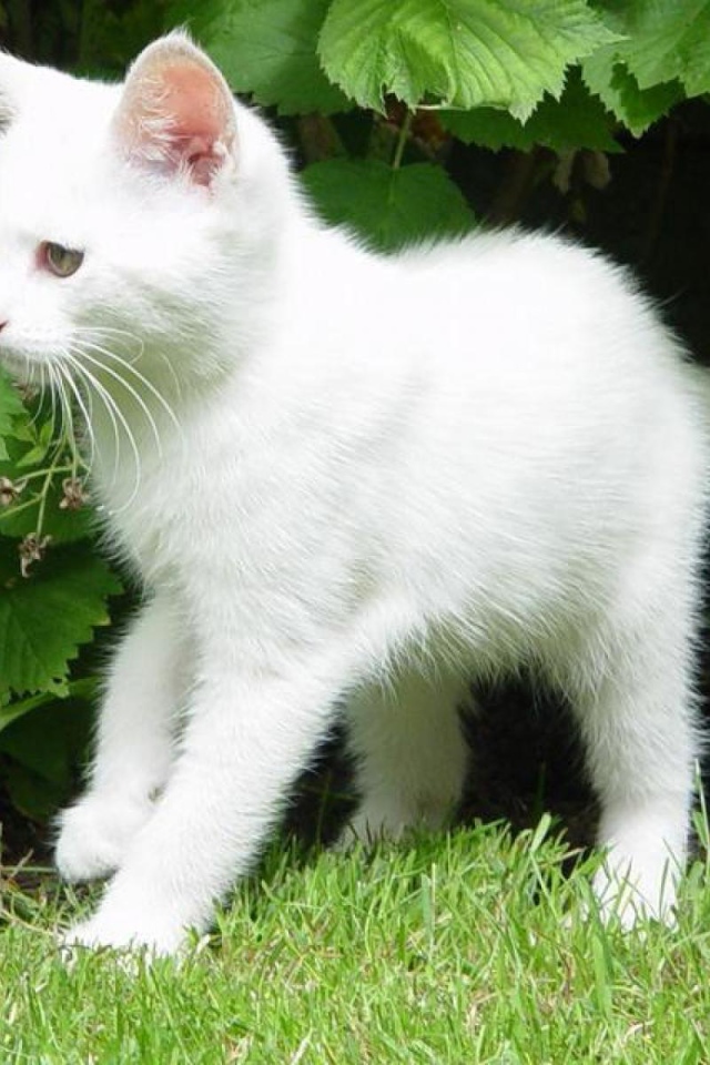 Белый молодой кот в кустах
