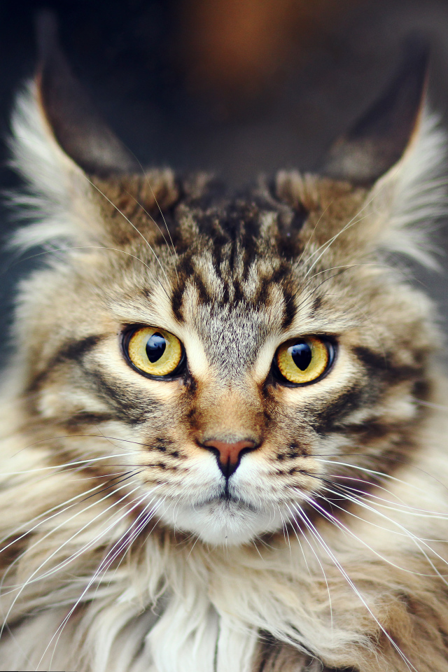 Дикий красивый кот мейн-кун