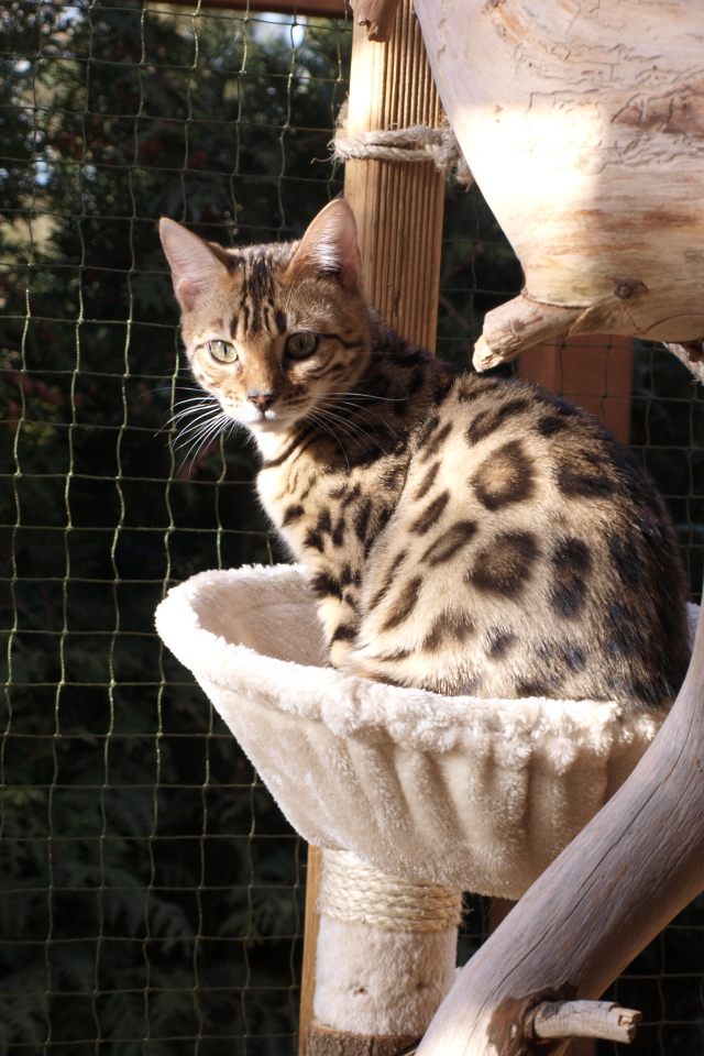 Молодой бенгальский кот