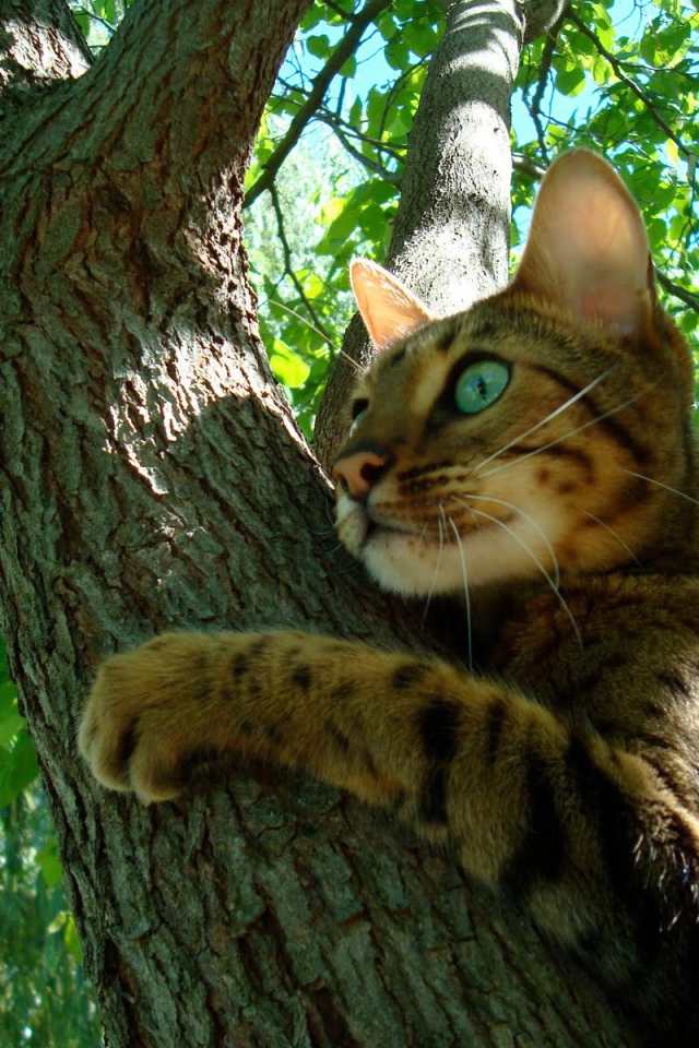 Молодой бенгальский кот на дереве