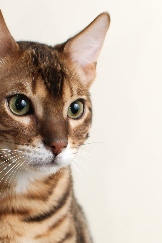 Молодой бенгальский кот на белом фоне