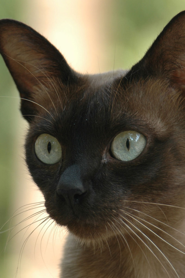 Молодой  сиамский кот со включенным охотничьим режимом