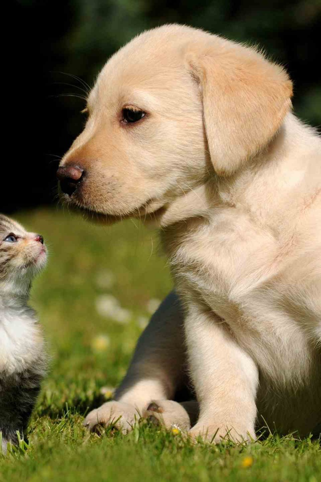 Маленькие красивые кот и пёс