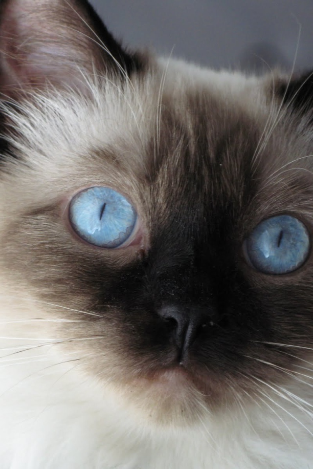 Молодой пушистый сиамский кот