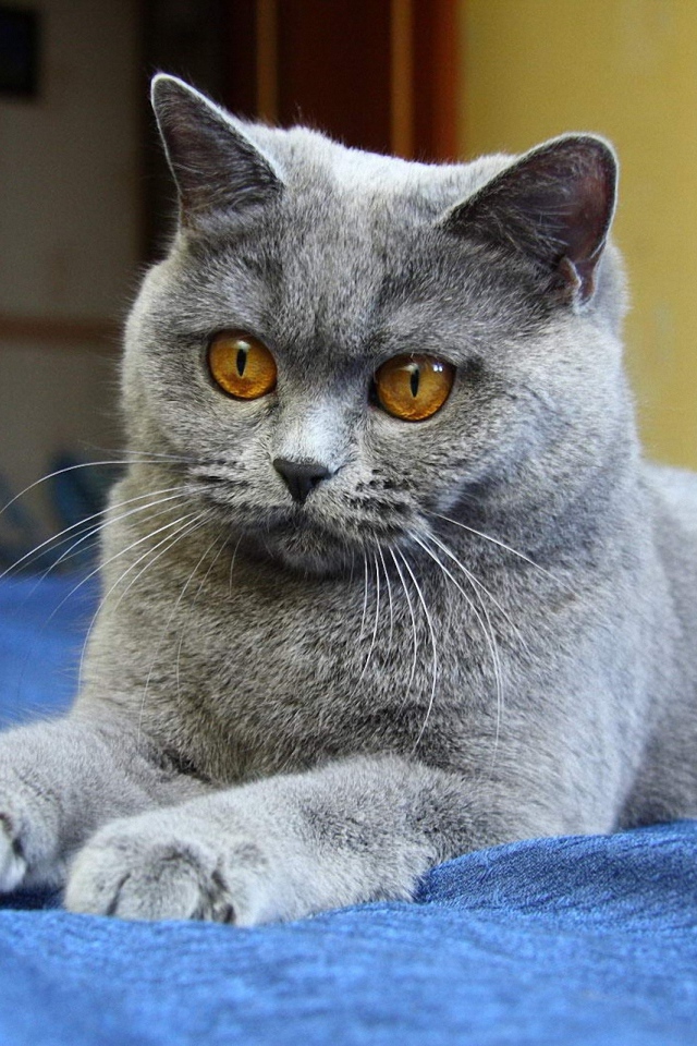 Молодой красивый британский короткошёрстный кот