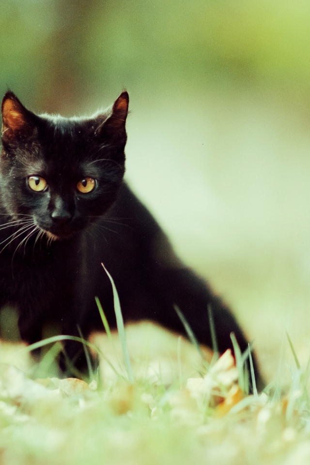 Маленький чёрный кот крадётся