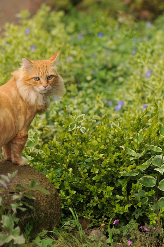 Рыжий красивый кот на камне
