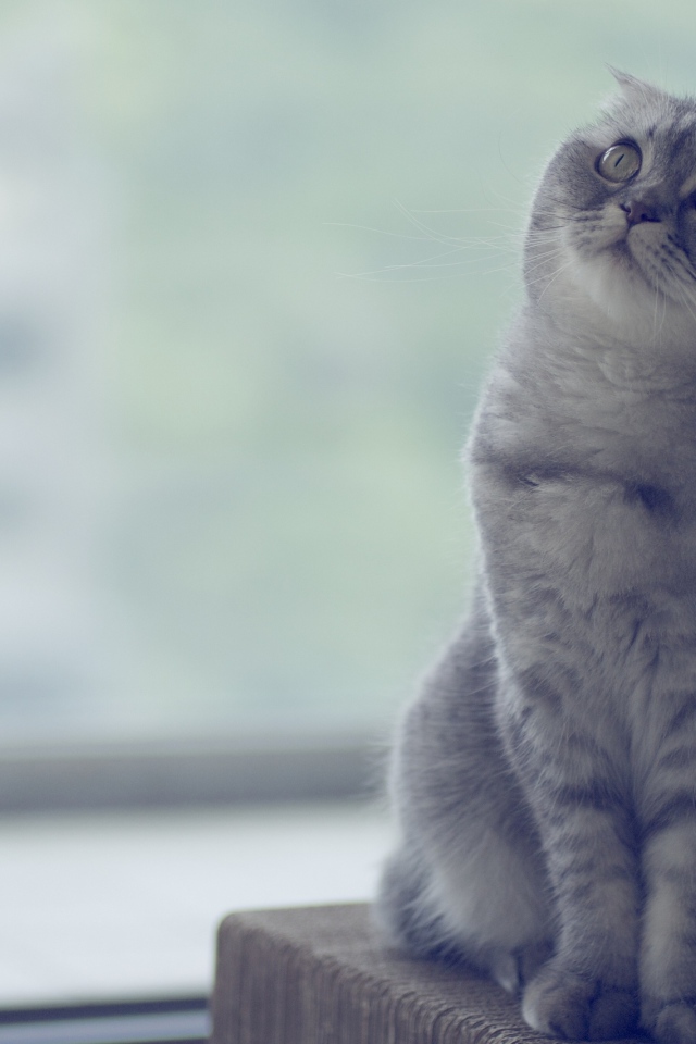 Красивый шотландский вислоухий кот что-то увидел