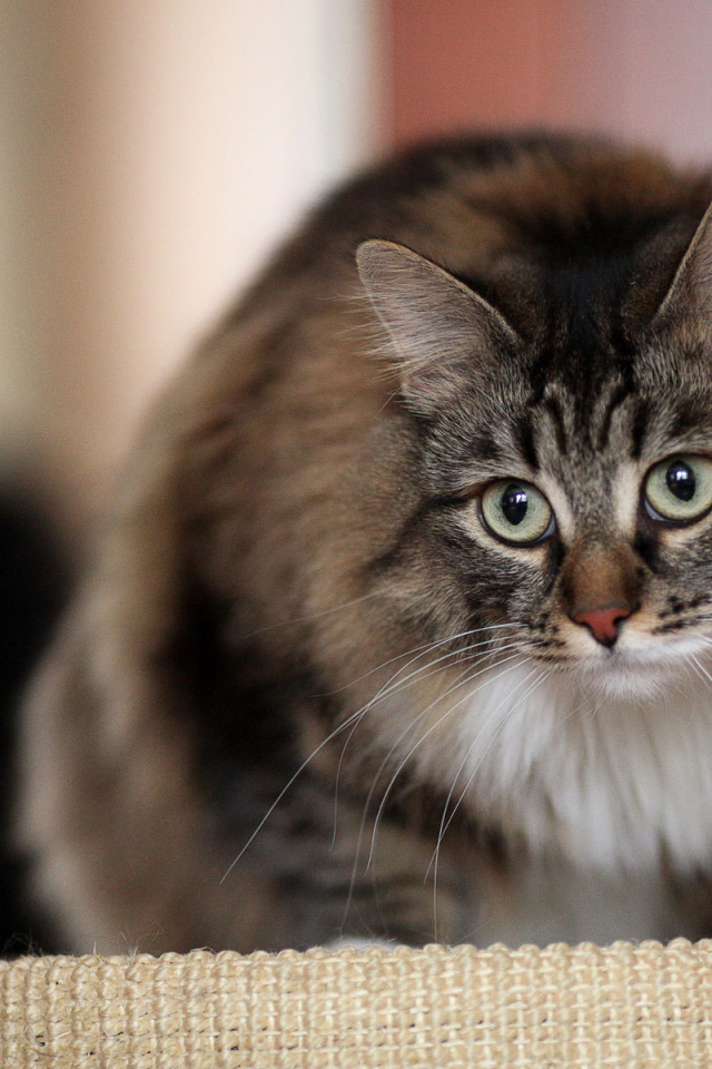 Красивый сибирский кот на кого-то смотрит