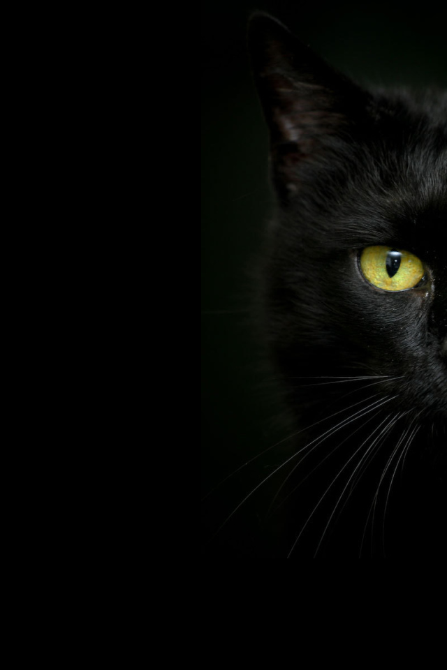 Красивый чёрный кот на тёмном фоне
