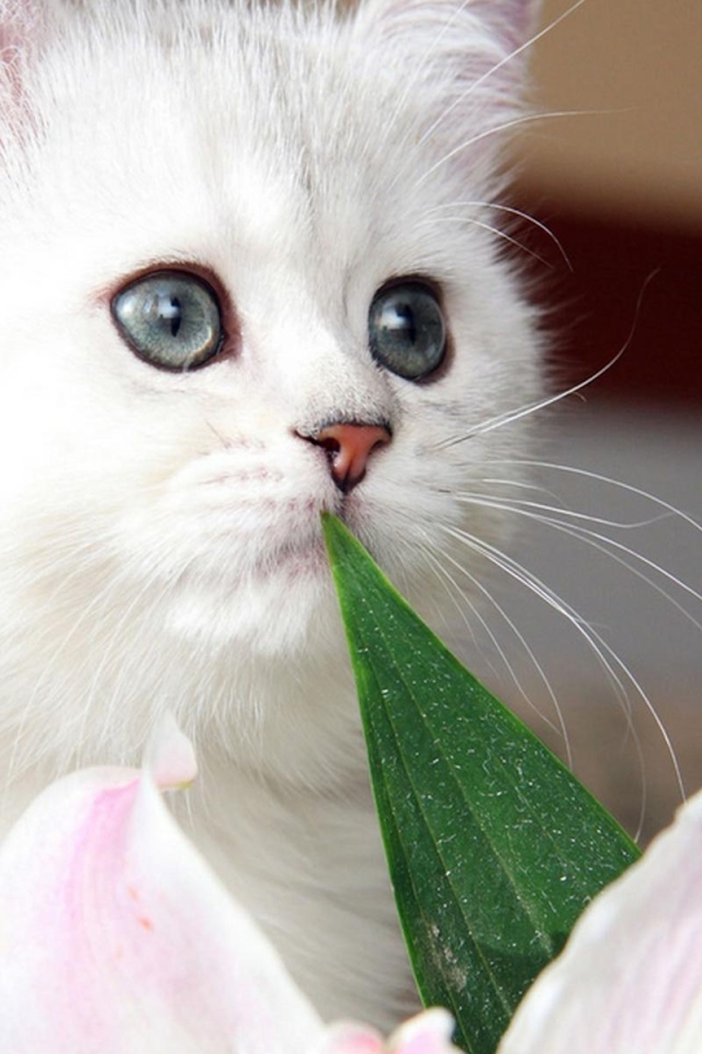 Красивый котёнок с серыми глазами и цветок