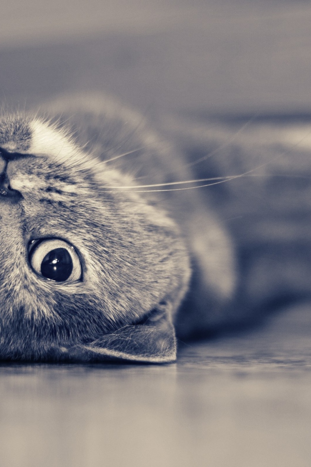 Красивый усатый кот развалился