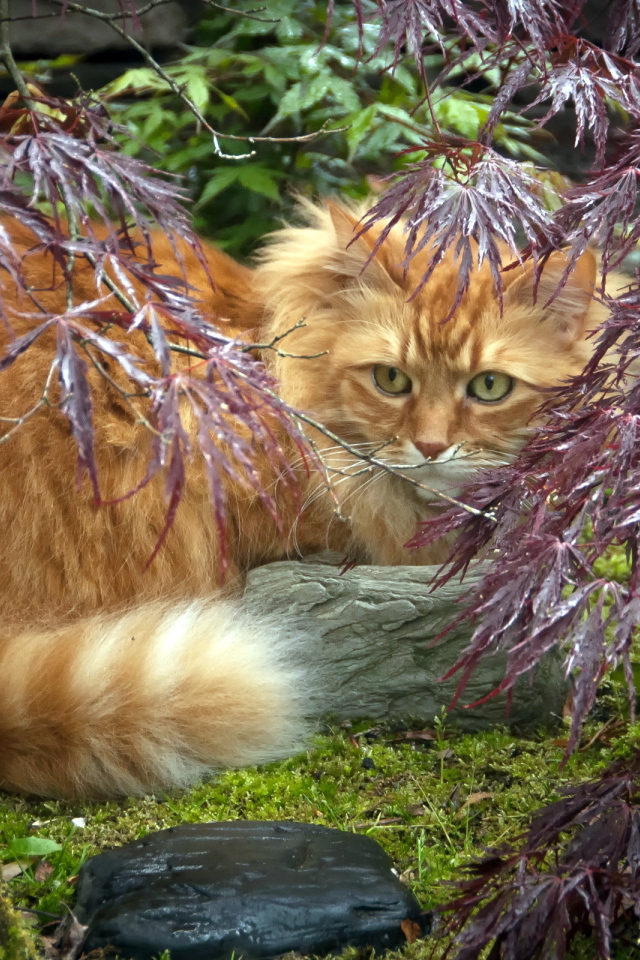 Красивый рыжий кот в растениях