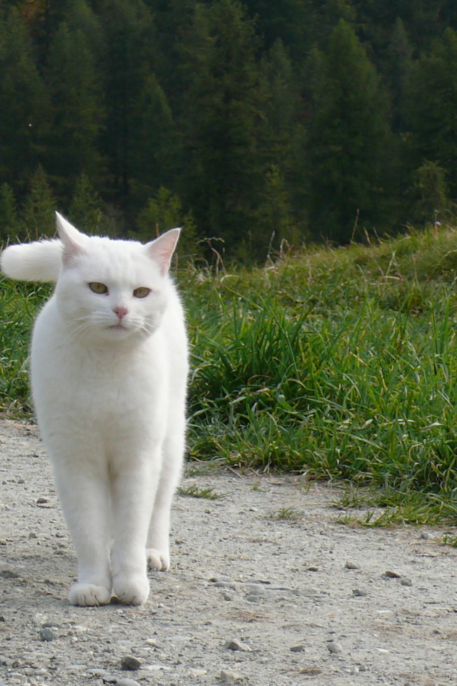 Красивый белый кот гуляет по холмам