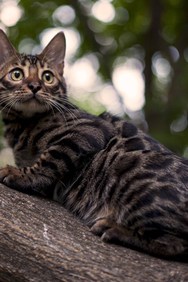 Бенгальский кот на дереве