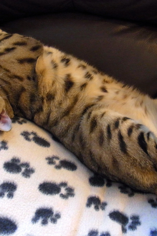 Бенальский кот расслабляется на кресле