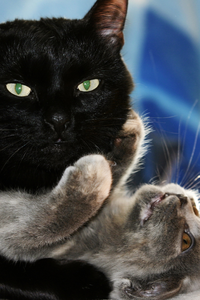 Чёрный и серый кот играют