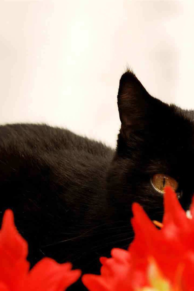 Чёрный кот спрятался за красным растением