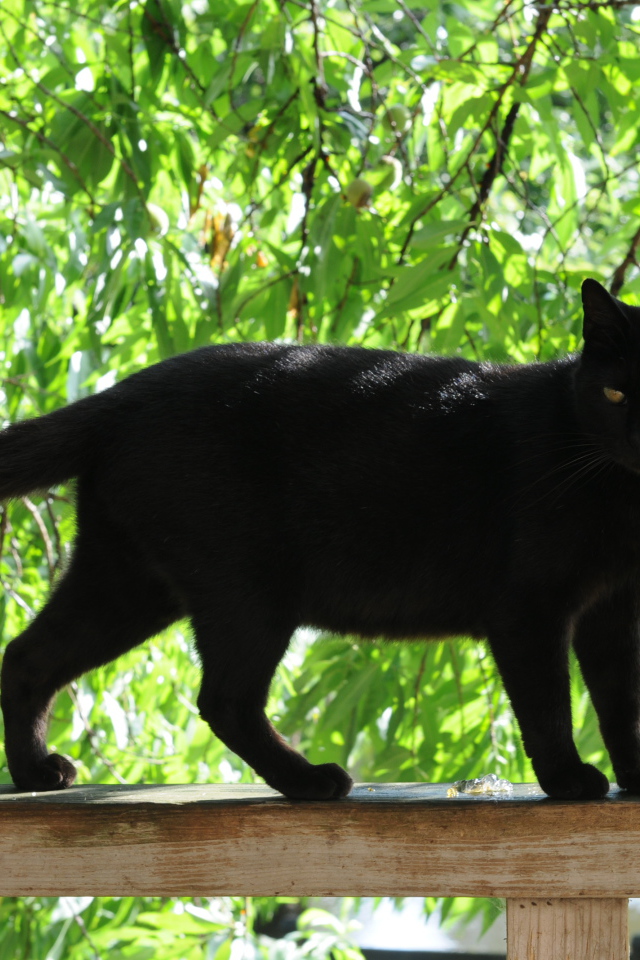 Чёрный кот на заборе под деревом