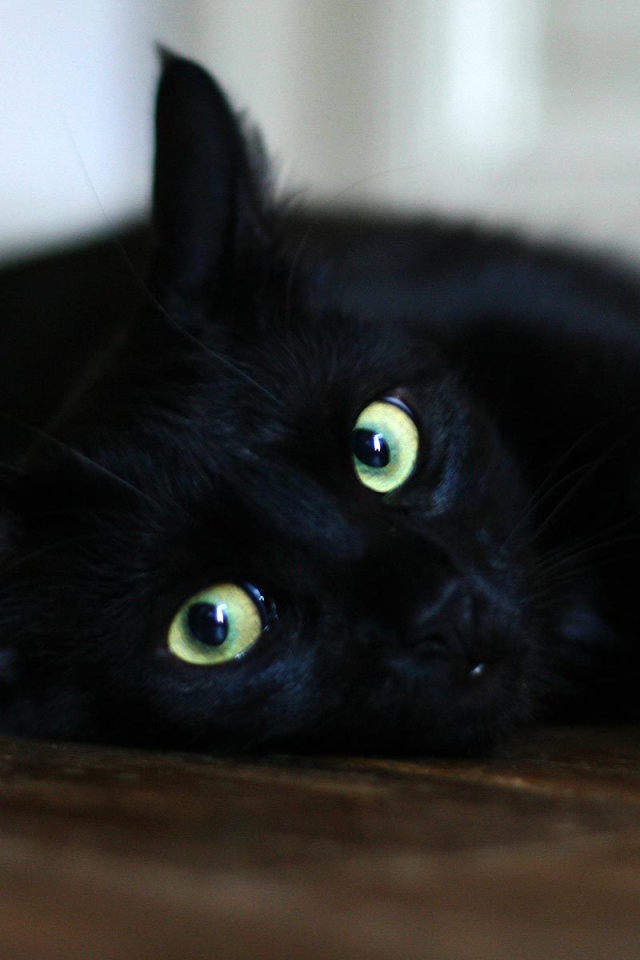 Чёрный кот отдыхает на полу