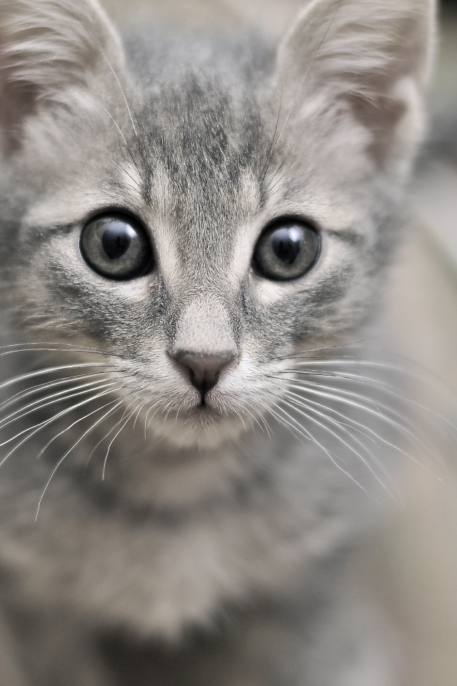 Серый милый кот с серыми глазами