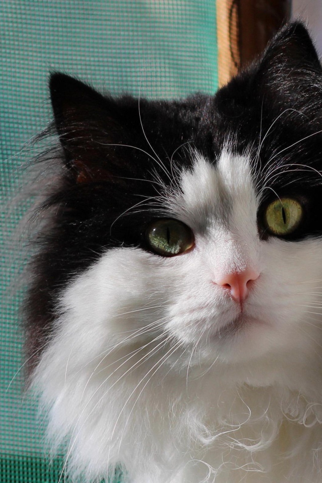 Маленький милый черно-белый кот