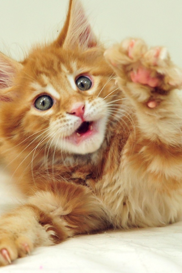 Маленький рыжий симпатичный мейн-кун кот с серыми глазами