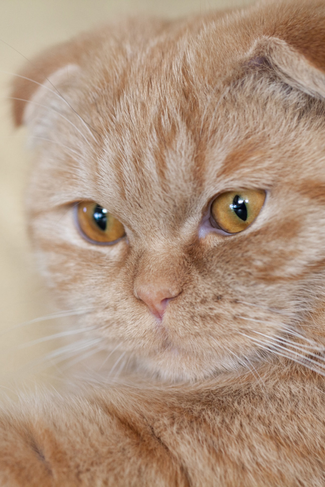 Симпатичный рыжий шотландский вислоухий кот